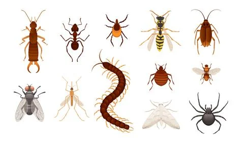 Set of various insects dangerous and harmful to humans vector illustration on Stock Illustration