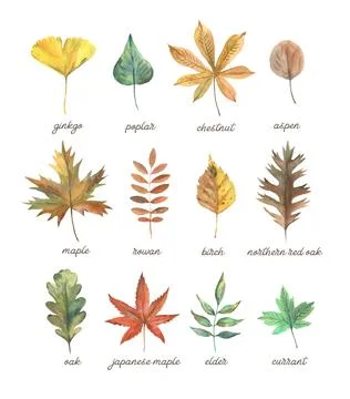 Set of various leaves of trees. Common leaf shapes and forms. Oak, maple, ginkgo Stock Illustration