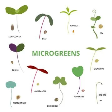 Set of various microgreens Illustrazione stock