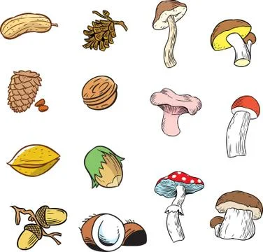 Set of various nuts and various kinds of mushrooms Stock Illustration