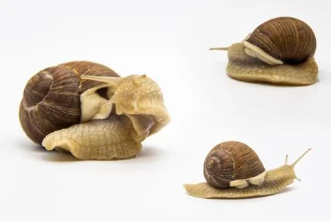 Set of various position of grape snails isolated on white background. Three b Stock Photos