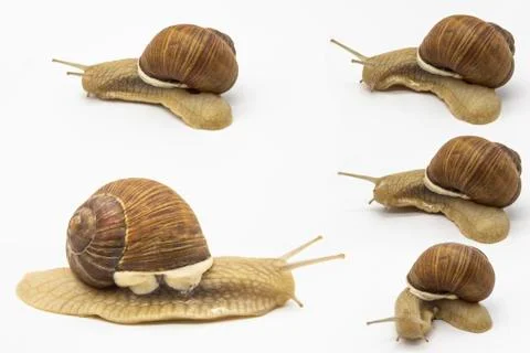 Set of various position of grape snails isolated on white background. Five be Stock Photos