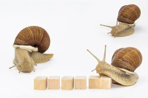 Set of various position of grape snails isolated on white background. Three b Stock Photos