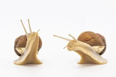 Set of various position of grape snails isolated on white background. Two bea Stock Photos