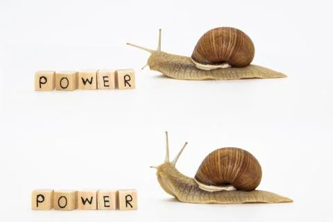 Set of various position of grape snails isolated on white background. Two bea Stock Photos