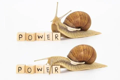 Set of various position of grape snails isolated on white background. Two bea Stock Photos
