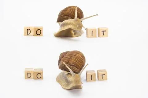 Set of various position of grape snails isolated on white background. Two bea Foto stock