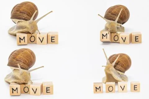 Set of various position of grape snails isolated on white background. Four be Stock Photos