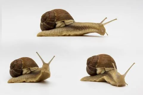 Set of various position of grape snails isolated on white background. Three b Stock Photos