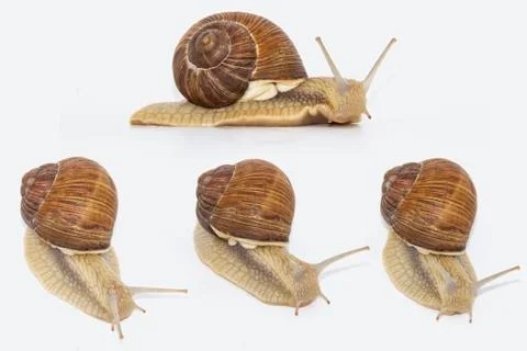 Set of various position of grape snails isolated on white background. Four be Stock Photos