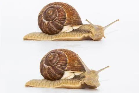 Set of various position of grape snails isolated on white background. Two bea Stock Photos