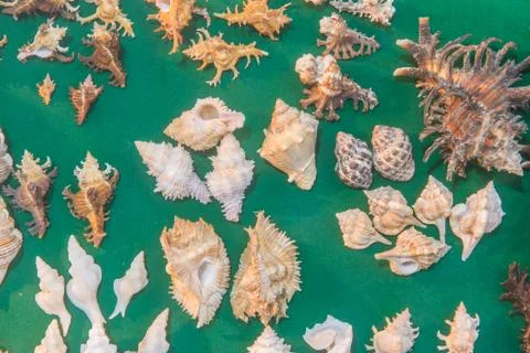 Set of various sea shells on green background. top view Stock Photos