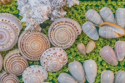 Set of various sea shells on green background. Stock Photos