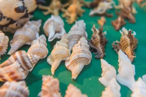 Set of various sea shells on green background Stock Photos