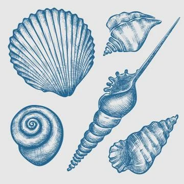 Set of various seashelsl Stock Illustration