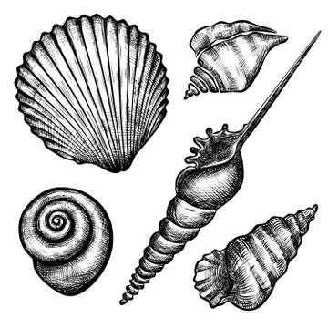 Set of various seashelsl Stock Illustration