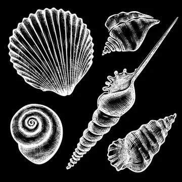 Set of various seashelsl Stock Illustration