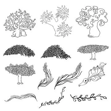 Set of various seaweeds and corals icons. Vector. Stock Illustration