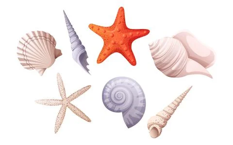 Set of various shells spiral shell, clam, starfish. Beach illustration marine Stock Illustration