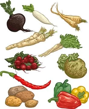 Set of various vegetables Stock Illustration