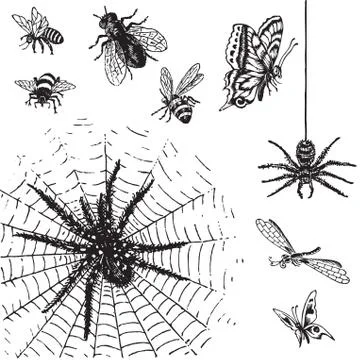 Set of various vintage engraved insect patterns, vector illustration Illustrazione stock