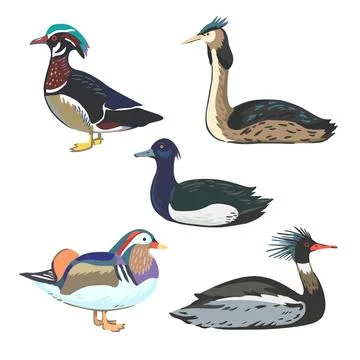 Set of various waterfowl, different types of ducks and grebe. Vector elemen.. Stock Photos