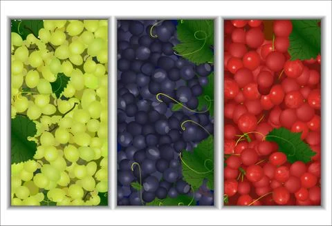 Set of vector backgrounds of the different types of grapes Stock Illustration