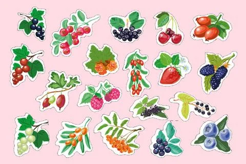 Set of vector berry stickers Stock Illustration