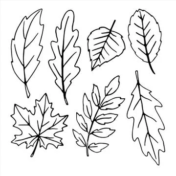 Set of vector black Hand drawn outlines of various oak, maple, birch, Rowan,  Stock Illustration