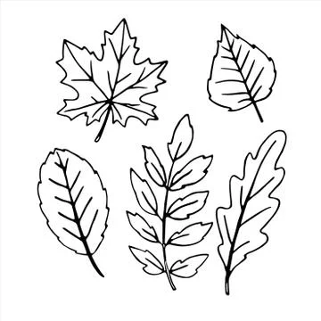 Set of vector black Hand drawn outlines of various oak, maple, birch, Rowan,  Stock Illustration