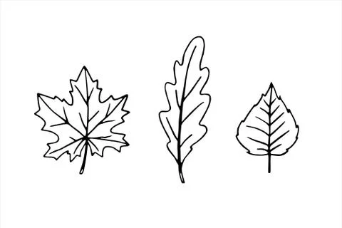 Set of vector black hand drawn contours of autumn maple, oak, birch leaves in Stock Illustration