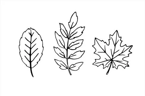 Set of vector black Hand drawn outlines of various maple, Rowan, and aspen le Stock Illustration