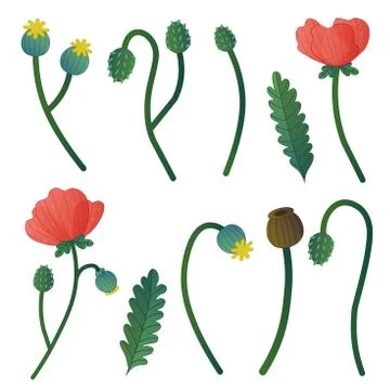 Set of vector clip-art red poppy and leaves Stock Illustration