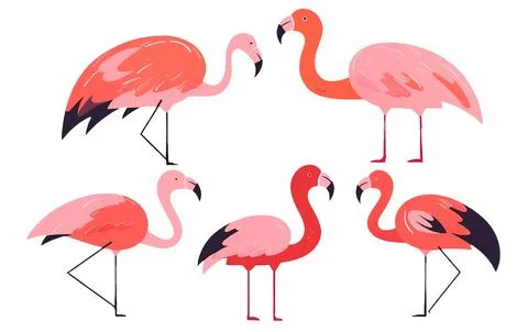 Set vector collection illustration of tropical pink flamingo isolated on white Stock Illustration