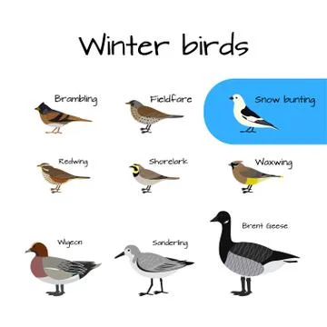 Set of Vector colorful winter bird icons. Stock Illustration