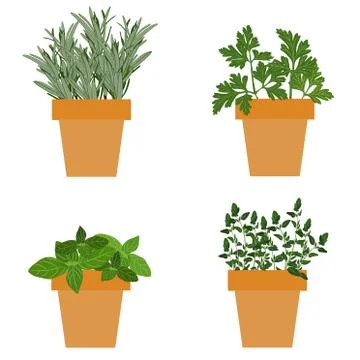 Set of vector culinary herbs in pots with fresh thyme basil, rosemary and par 스톡 일러스트