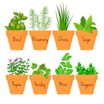 Set of vector culinary herbs in terracotta pots with labels Stock Illustration