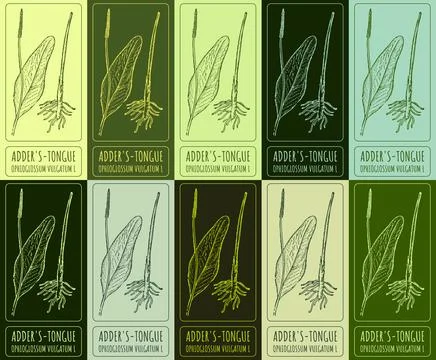 Set of vector drawing of ADDER'S-TONGUE in various colors. Hand drawn illustr Stock Illustration