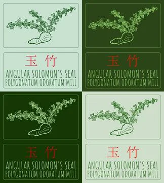Set of vector drawing ANGULAR SOLOMON'S SEAL in Chinese in various colors. .. 스톡 일러스트