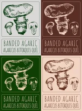 Set of vector drawing BANDED AGARIC in various colors. Hand drawn illustrat.. Illustrazione stock