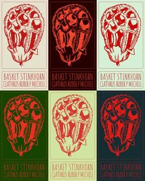 Set of vector drawing BASKET STINKHORN in various colors. Hand drawn illust.. Illustrazione stock