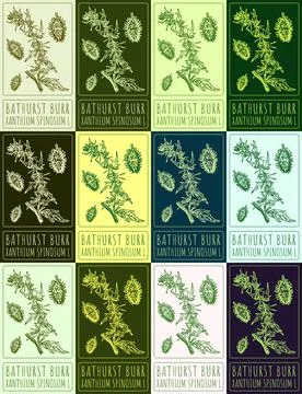 Set of vector drawing BATHURST BURR in various colors. Hand drawn illustrat.. Stock Illustration