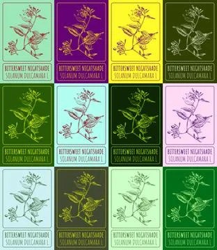 Set vector drawing of BITTERSWEET NIGHTSHADE in various colors. Hand drawn .. Stock Illustration
