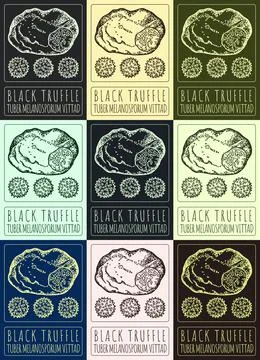 Set of vector drawing BLACK TRUFFLE in various colors. Hand drawn illustratio 스톡 일러스트