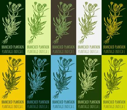 Set of vector drawing of BRANCHED PLANTAIN in various colors. Hand drawn il.. Stock Illustration