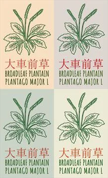 Set of vector drawing BROADLEAF PLANTAIN in Chinese in various colors. Hand.. Stock Illustration