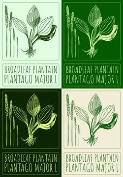 Set of vector drawing BROADLEAF PLANTAIN in various colors. Hand drawn illust Stock Illustration