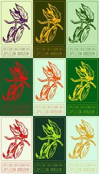 Set of vector drawing CAPSICUM CERASIFORME MILL in various colors. Hand drawn Stock Illustration