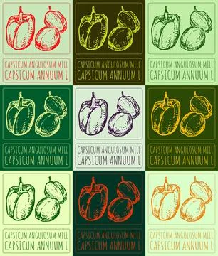 Set of vector drawing CAPSICUM CERASIFORME MILL in various colors. Hand dra.. Stock Illustration
