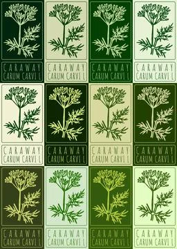 Set of vector drawing CARAWAY in various colors. Hand drawn illustration. L.. Stock Illustration